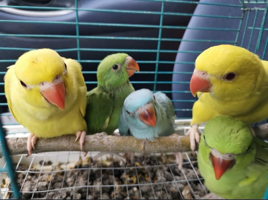 Papagali vorbitori pui blanzi Micul Alexandru Alexander