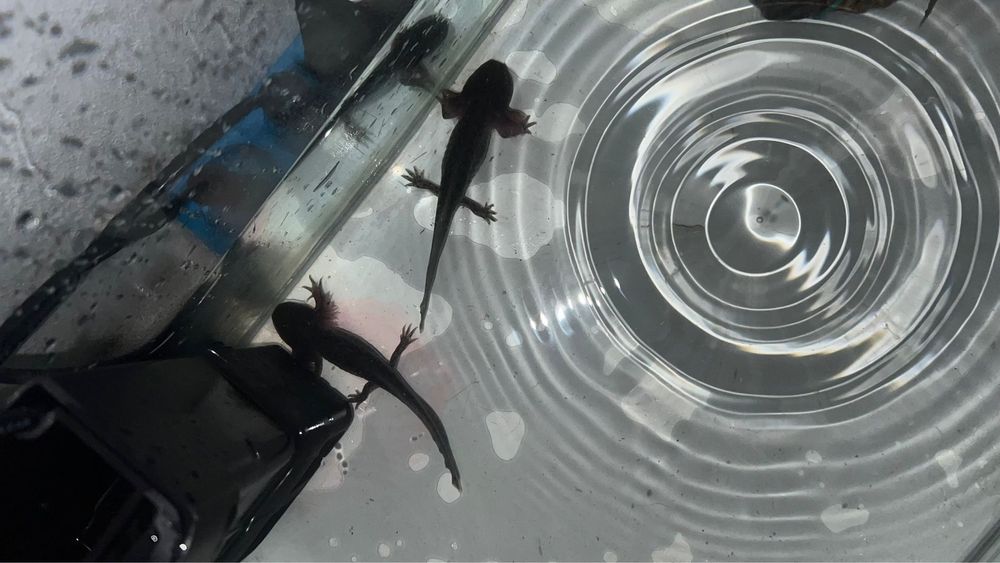 Pui de axolotl de vânzare – sănătoși, activi și bine îngrijiți