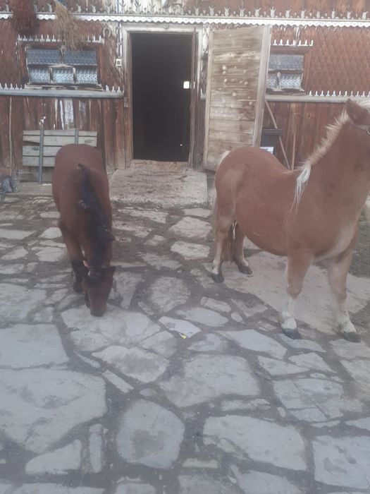Ponei de vânzare