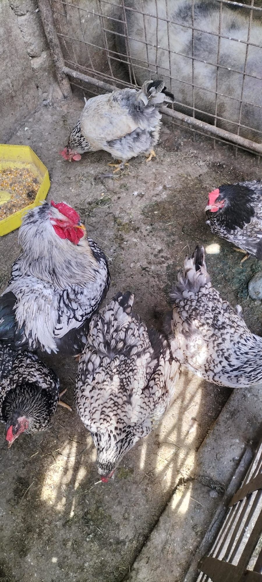 Păsări de vânzare