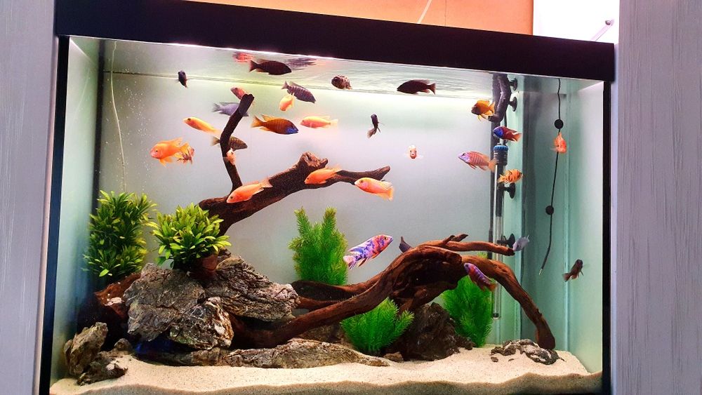 Intretinere acvariu si amenajari acvarii oriunde in tara