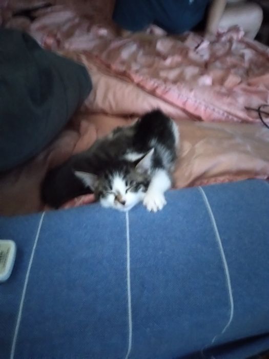 От дам в добрые руки.