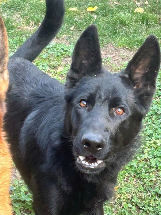 Подрощенный щенок немецкой овчарки