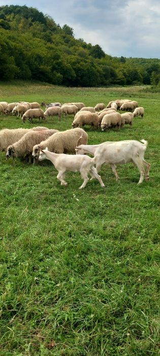Capra cu iada.            .