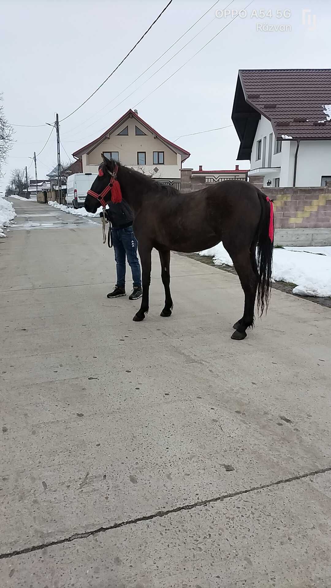 Manza de vânzare