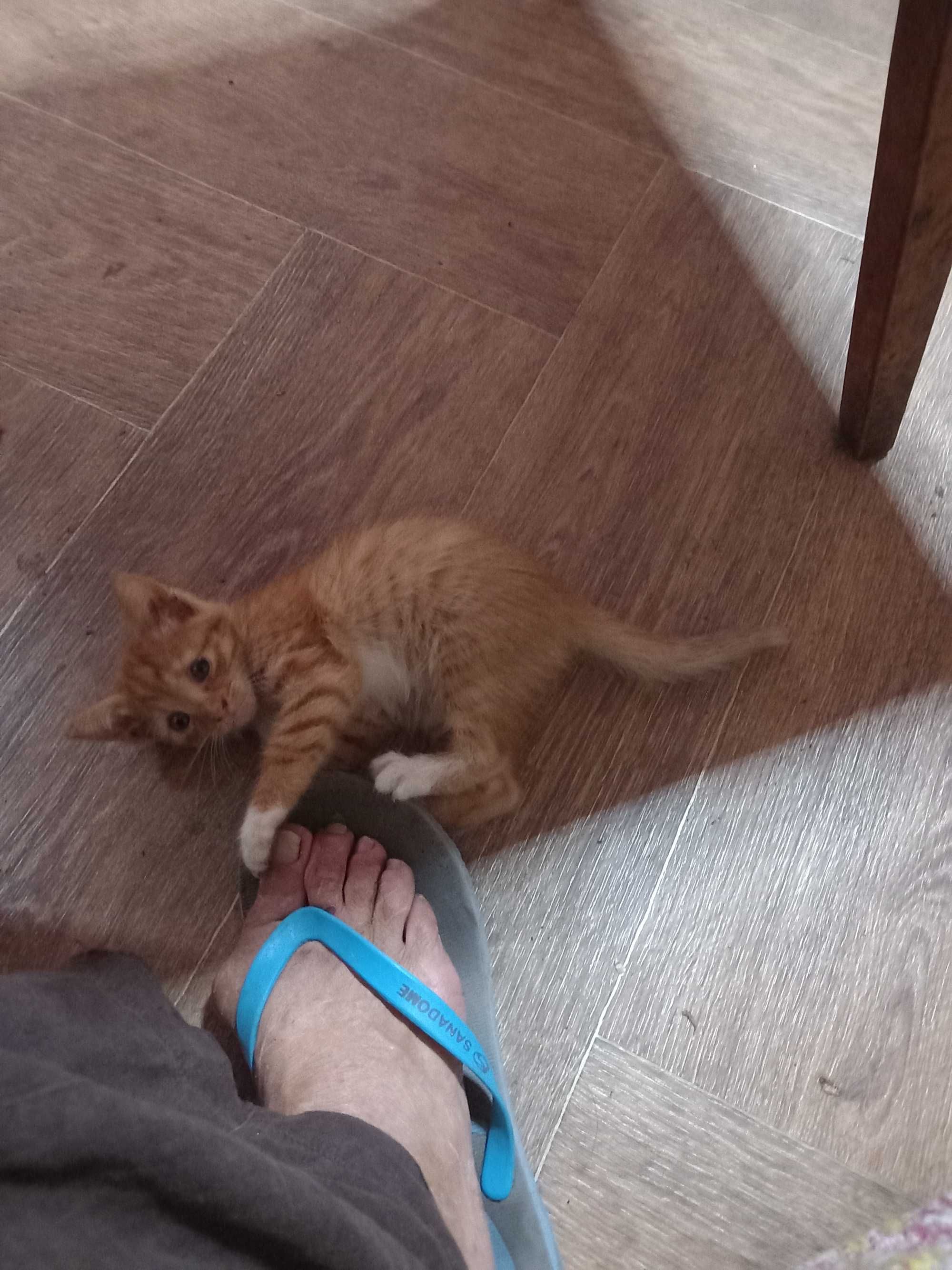 Подарявам малки котета