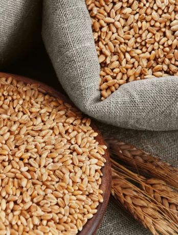 Продам чистую пшеницу мешками 6500,ещё  есть дроблёнка .скидка