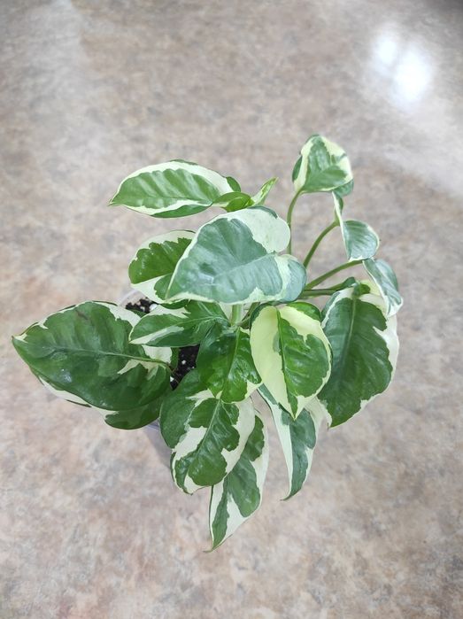 Эпипремнум N'Joy , н-джой