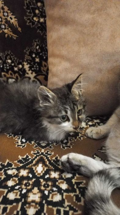 Отдам в добрые руки котенка