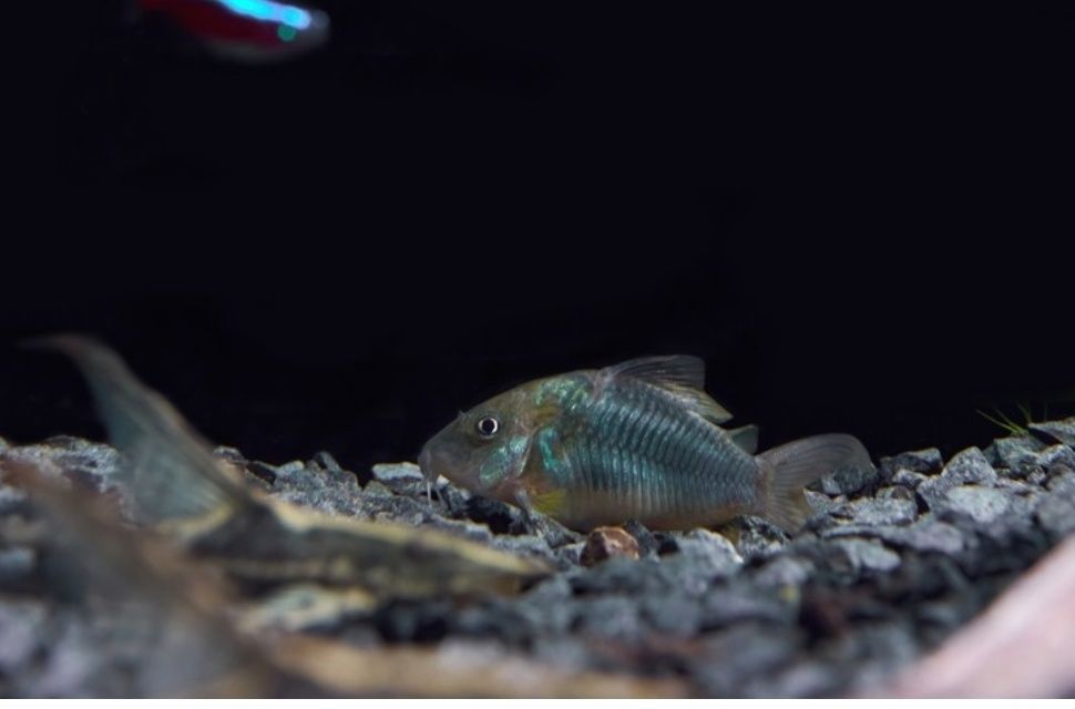 Изумрудный брохис, по другому корридорос или зелёный сомик