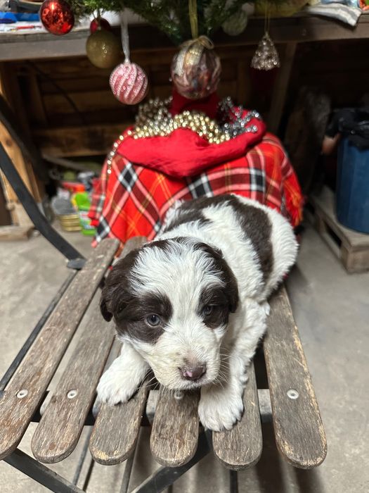 бебе каракачанка