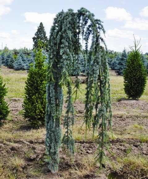 Cedru pendula 3m / cedrus atlantica glauca