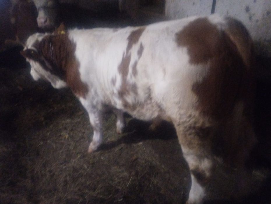 Vând vițel bălțat.