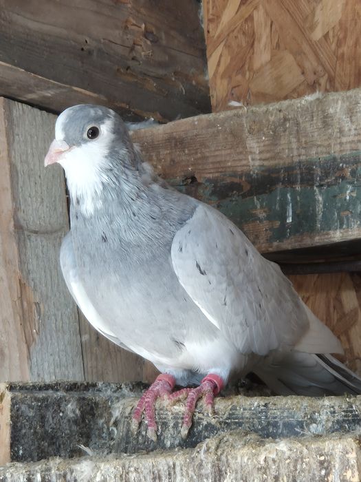 Jucători de birmingham