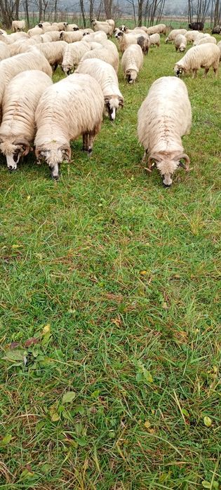 Oi de ținut de vânzare