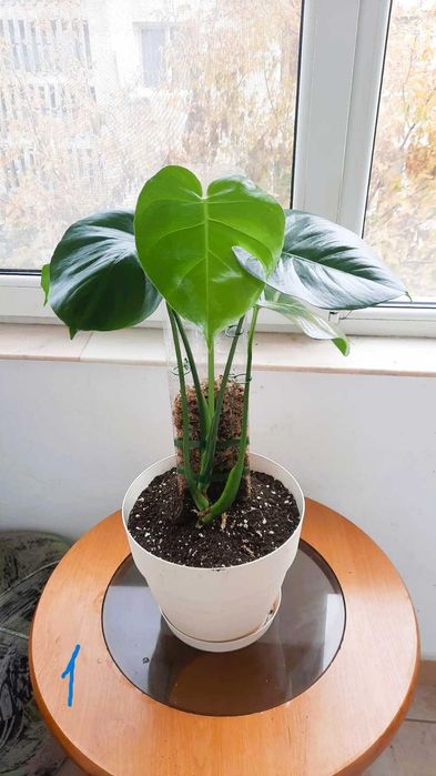 Monstera (Philodendron) deliciosa / Dieffenbachia camilla