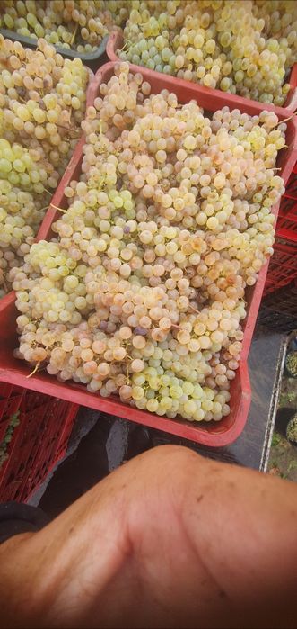 Vand struguri de vin