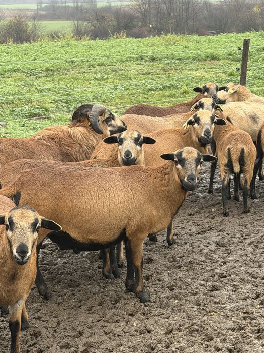 Vad turma de oi CAMERUN