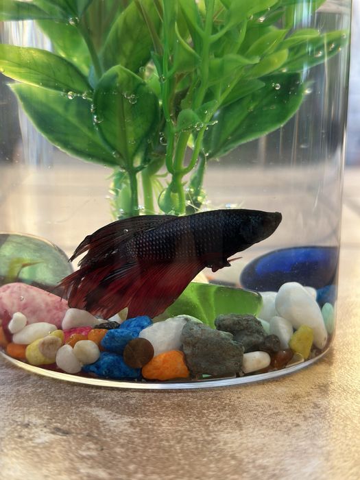 Рыбка петушок декоративные