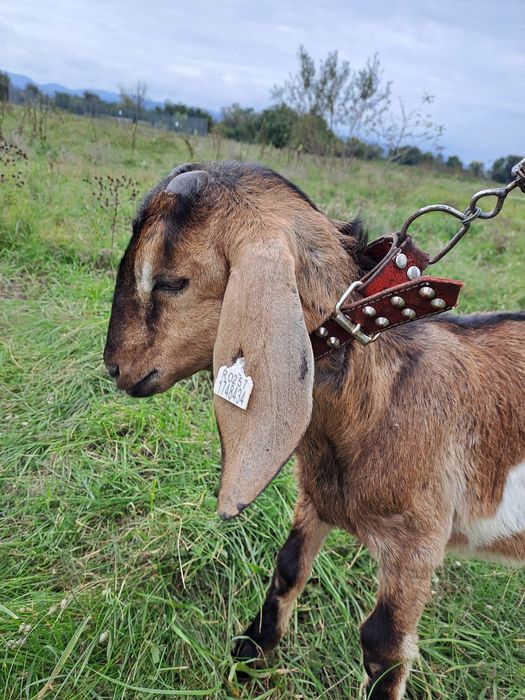 Țăpusor de Angola Nubian