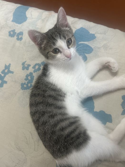 Отдам котенка в добрые руки