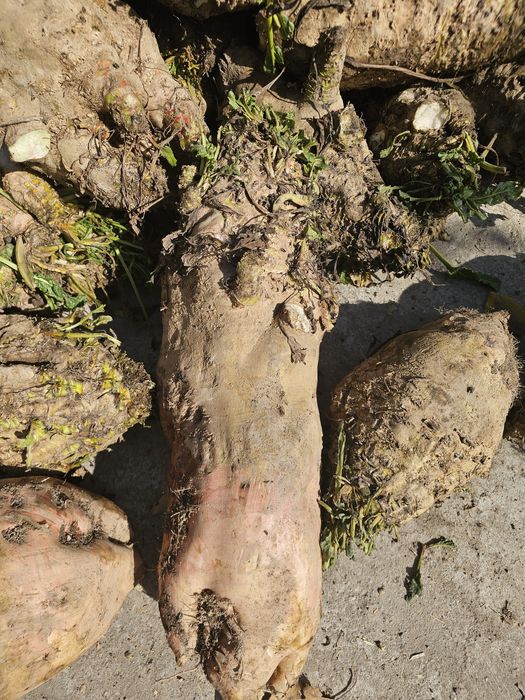 Лавлаги ем учун ва бошка максадлар учун