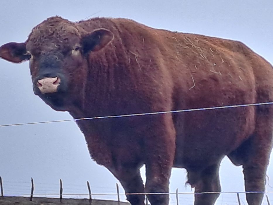 Vand taur angus de origine certificat