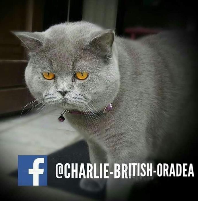 Pui fetiță British Shorthair ORADEA