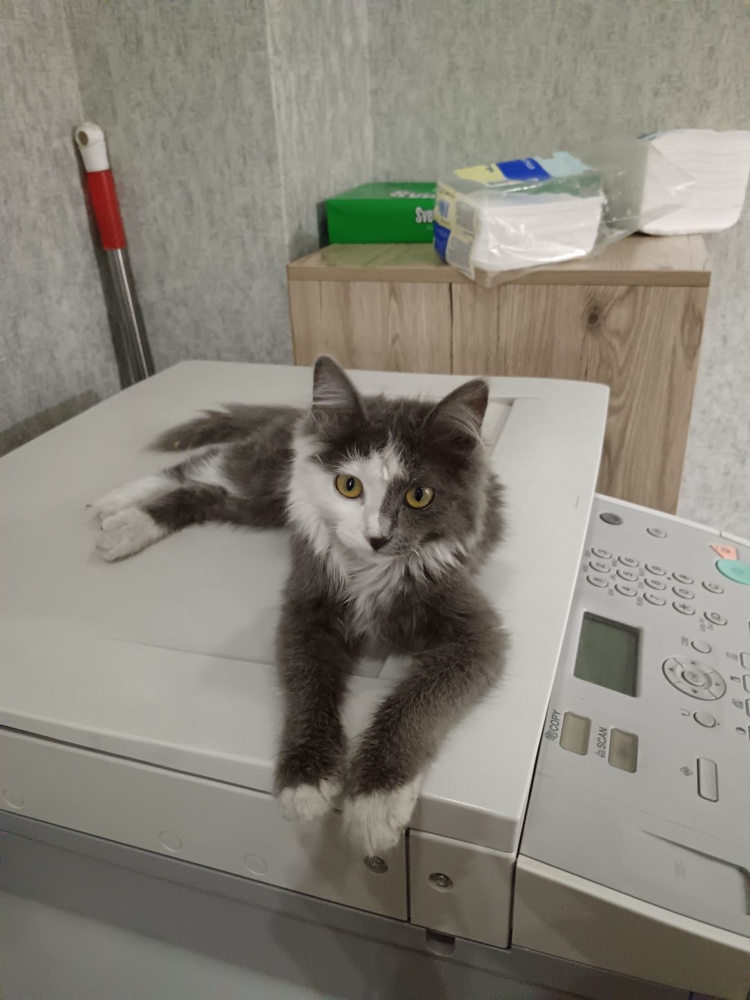 Пристраивается котенок в ответственные руки!