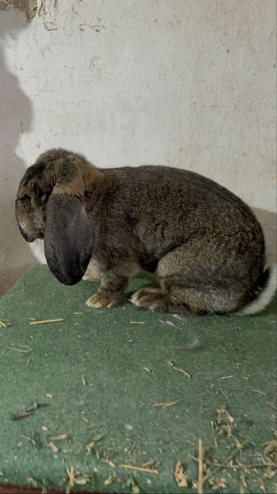 Vand femela de berbec german