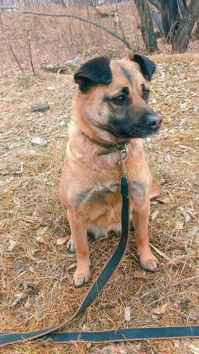 Собака в свой дом