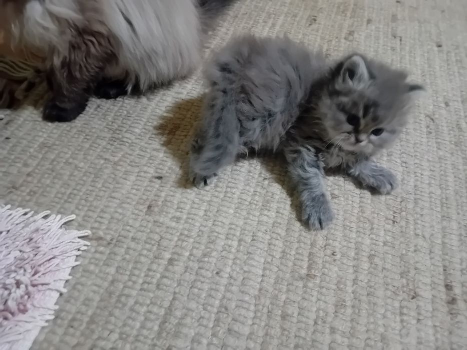 Персийски котки женски и мъжки