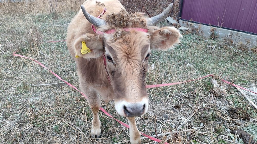 Продам хорошую телку