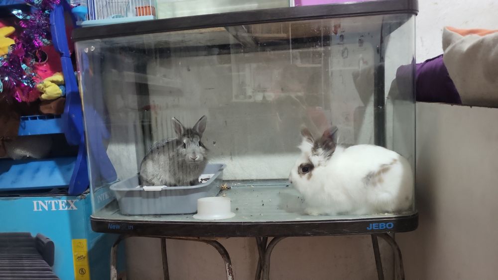 Срочно,продам двух декоративных кроликов