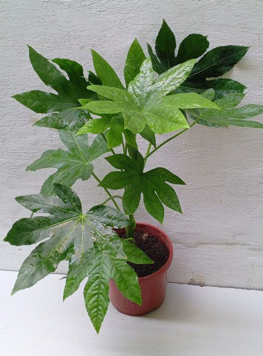 Фатсия японская (Fatsia japonica). Экзотические цветы для дома и офиса
