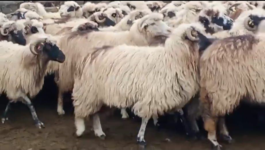 Oi țurcane de vânzare