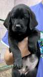 Labrador retriever negru