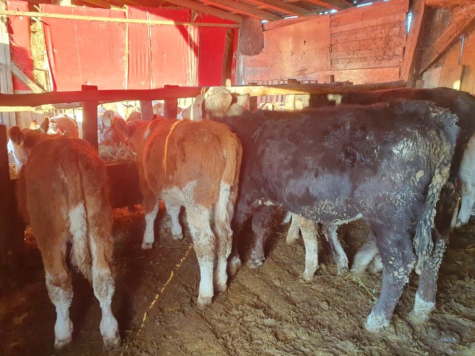 Vand vitele si taurasi de toate marimile