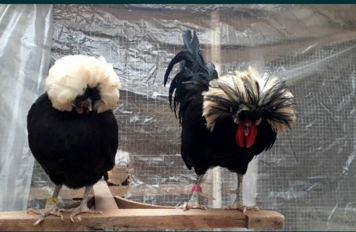 Голландский белохохлый ( голланка)  тухуми сотилади.