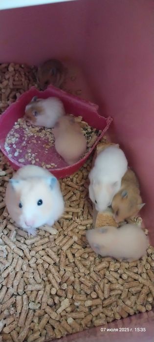 Хомячок сирийский