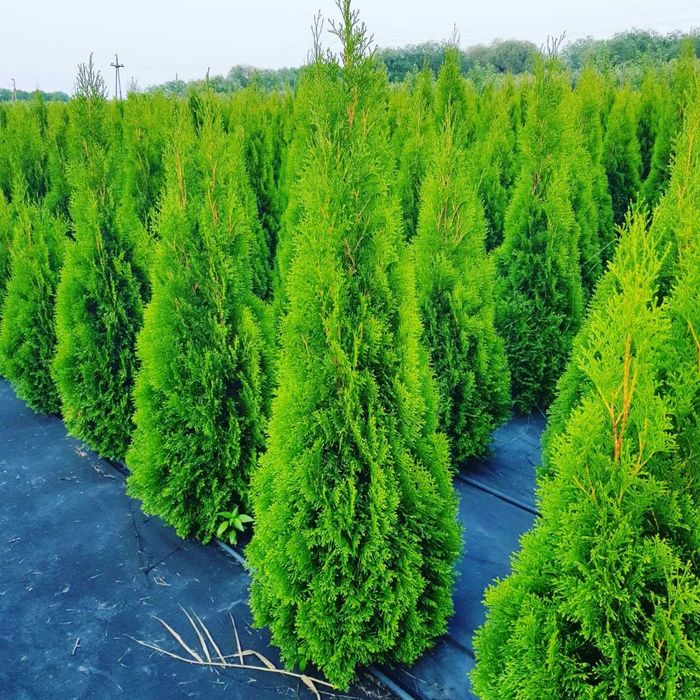 ОТ ПИТОМНИКА туя смарагд