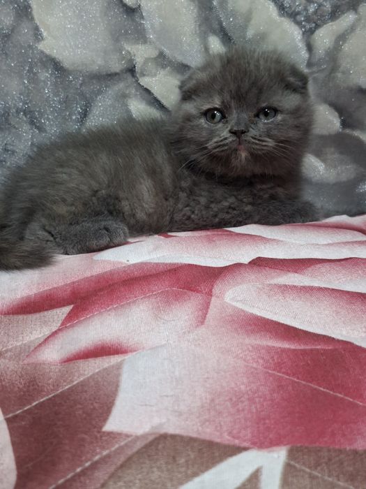 Скоттиш  фолд  девочка