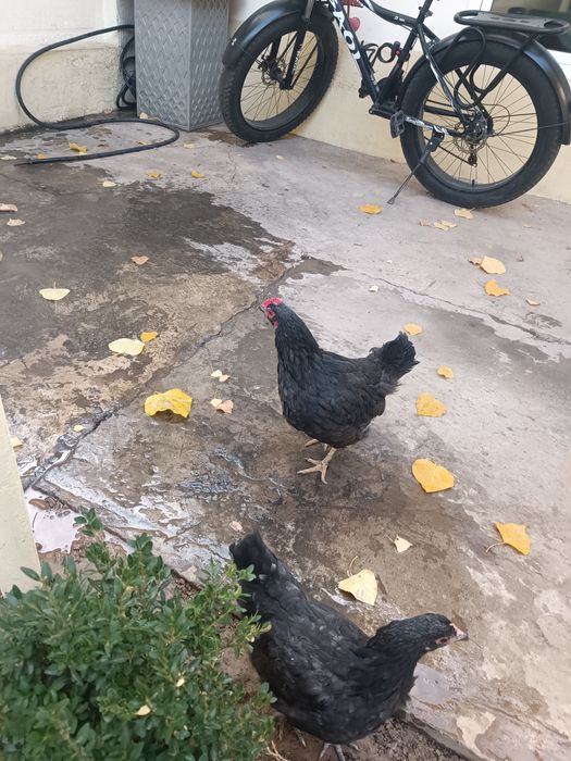 Qora Xashaki tovu sotiladi 100min so'm