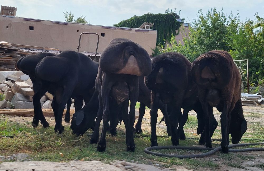 Qo'chqorlar sotiladi
Кучкорлар сотилади
Бараны на продажу