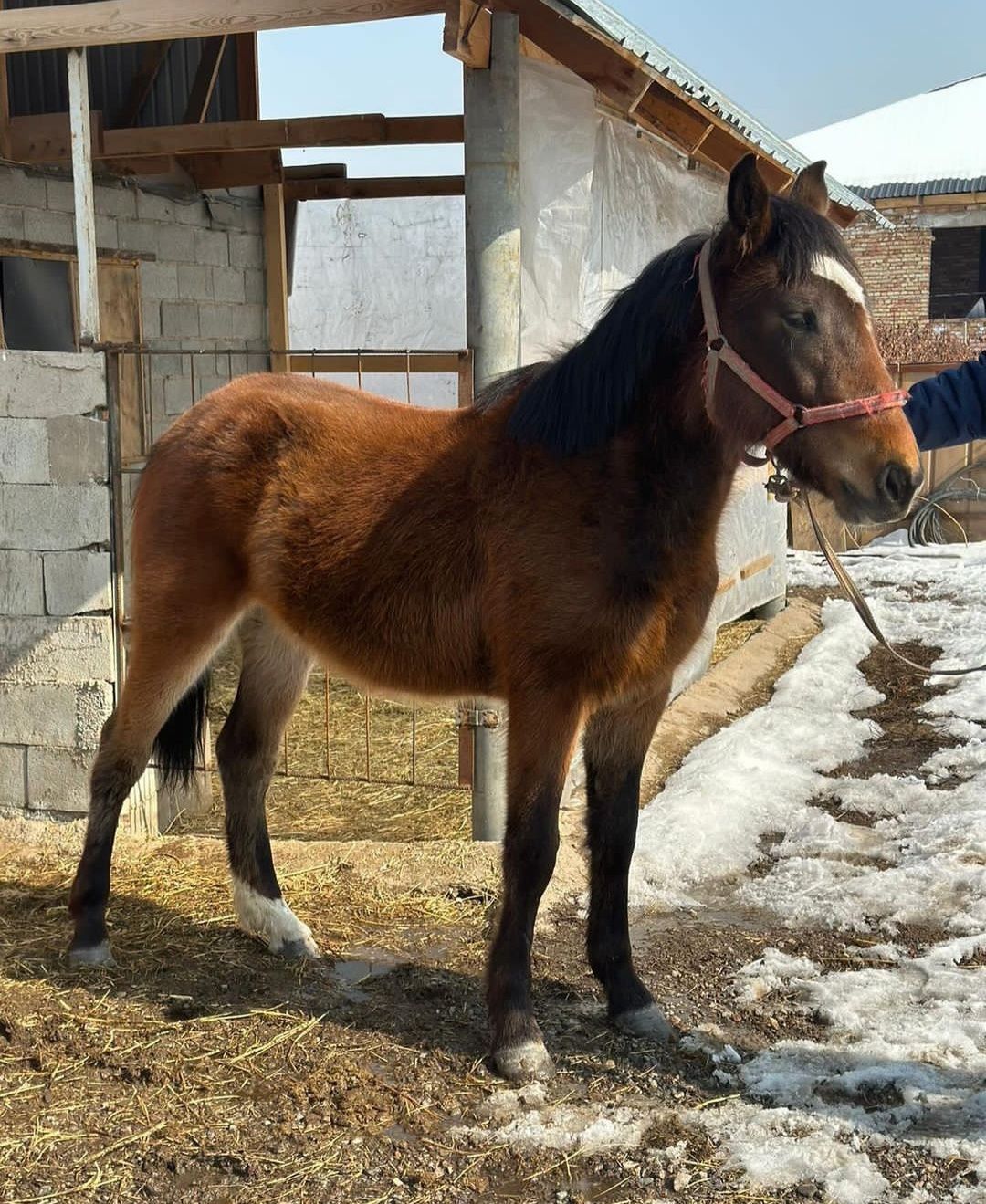 Продам кобылку ручную