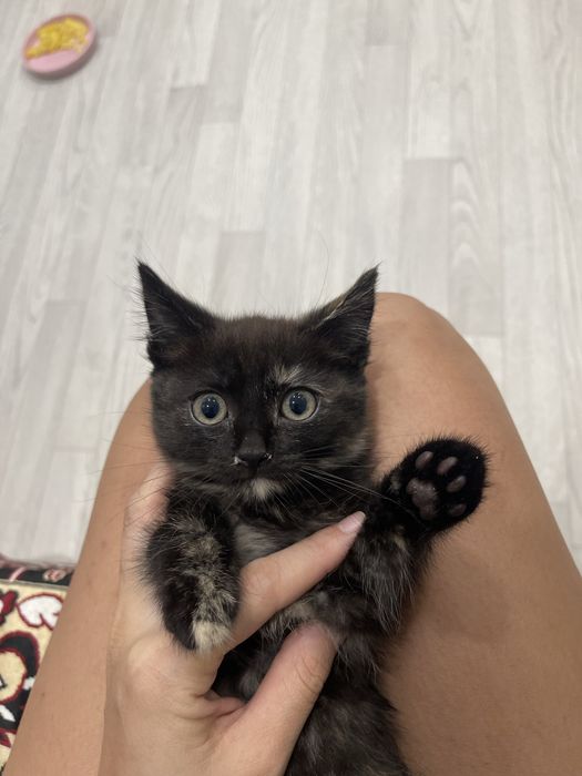 Котенок девочка 2 месяца