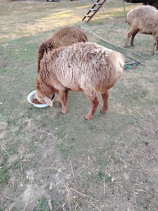 Продам, продам, продам