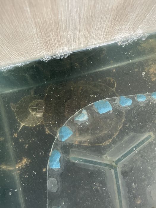 Vand broasca testoasa cea mare