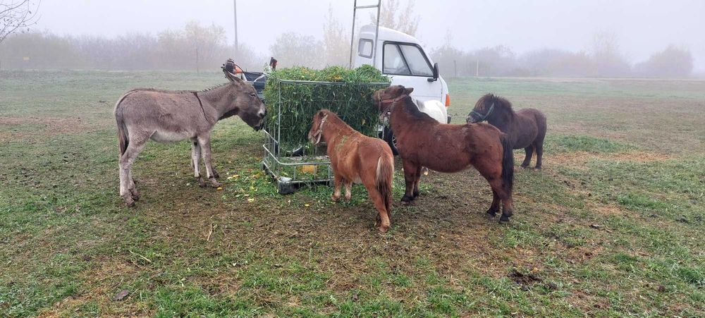 Vand măgar de 2 ani