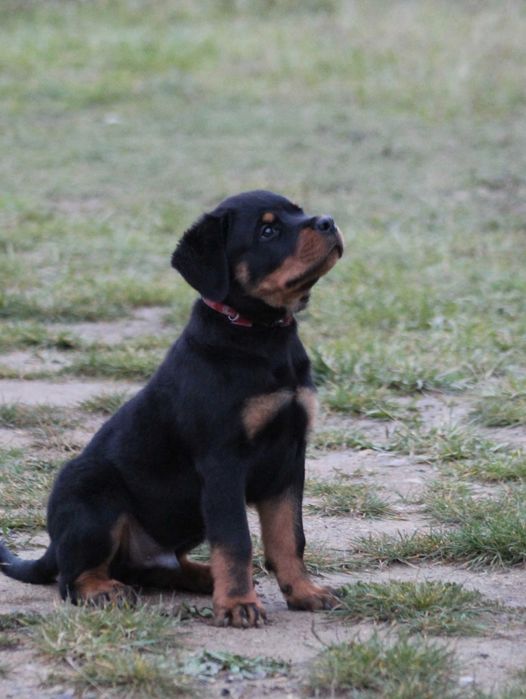 Mascul Rottweiler